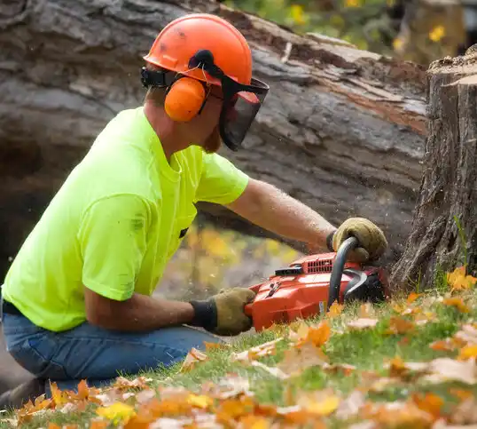 tree services Harlem